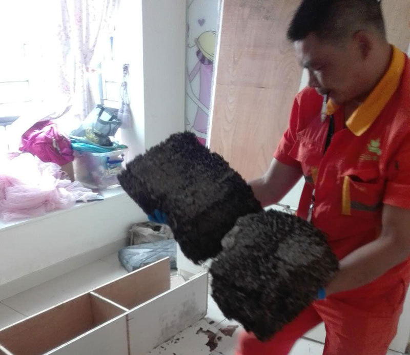 家庭白蟻消殺施工